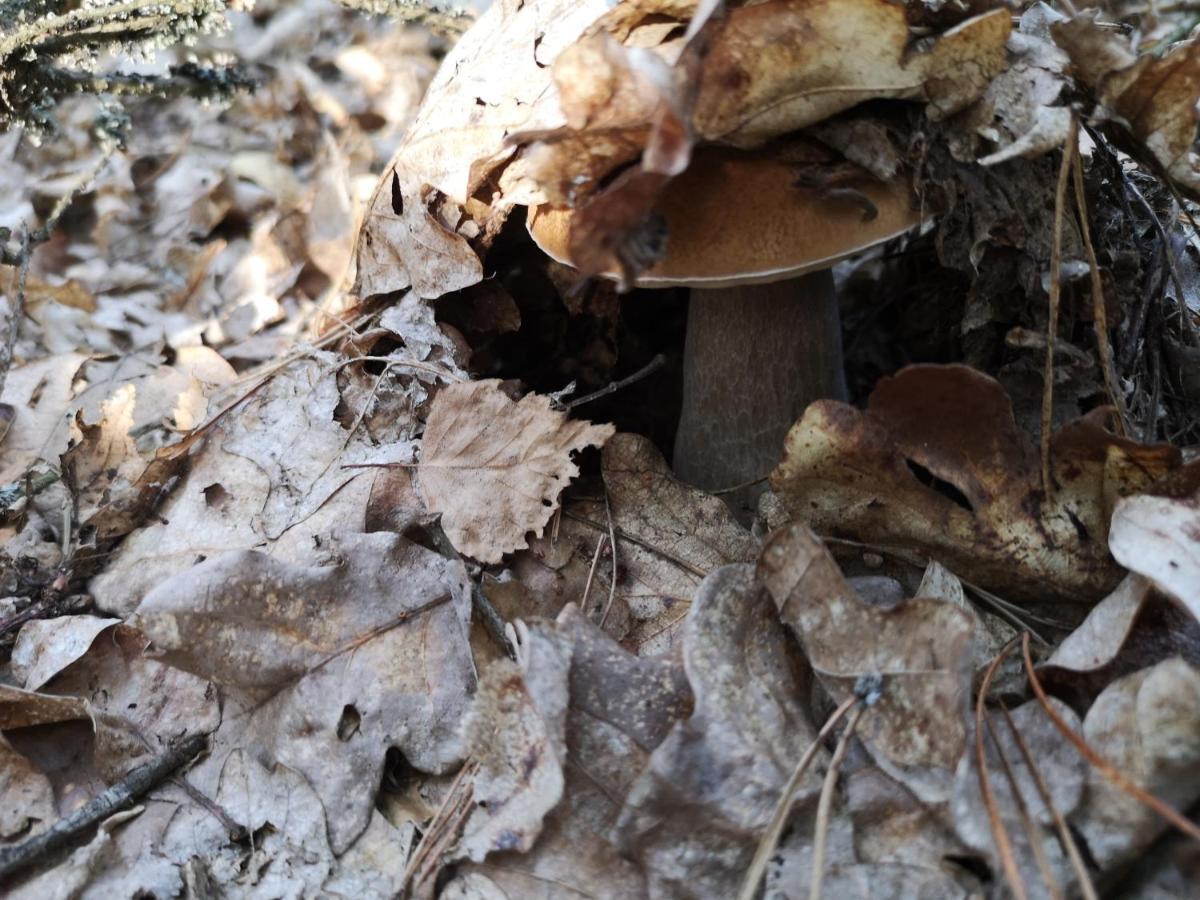 Agroturystyka Plener Miedzichowo ภายนอก รูปภาพ