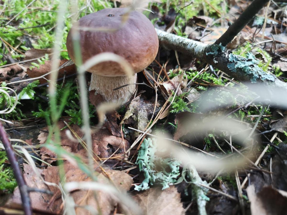 Agroturystyka Plener Miedzichowo ภายนอก รูปภาพ